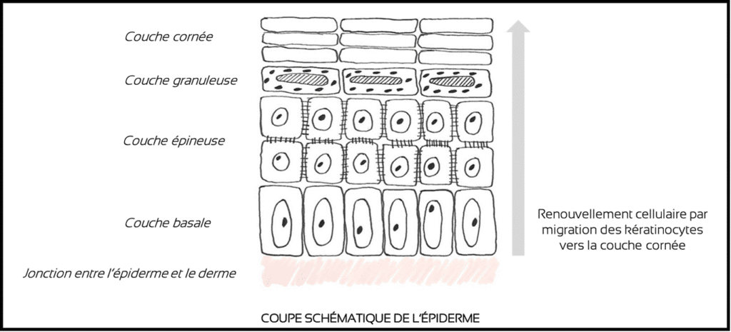 coupe schématique de l'épiderme, avec renouvellement cellulaire.